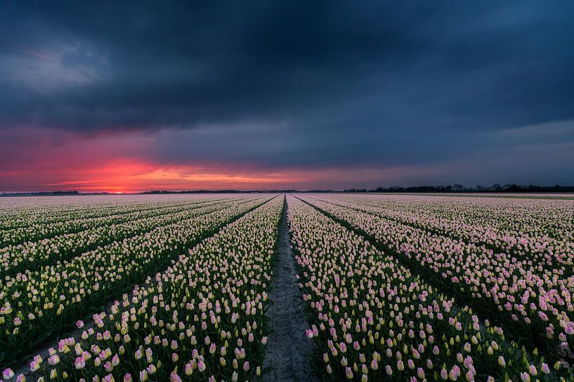 The tulips of Gondor by Mvdklooster