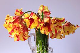 Parrot tulips