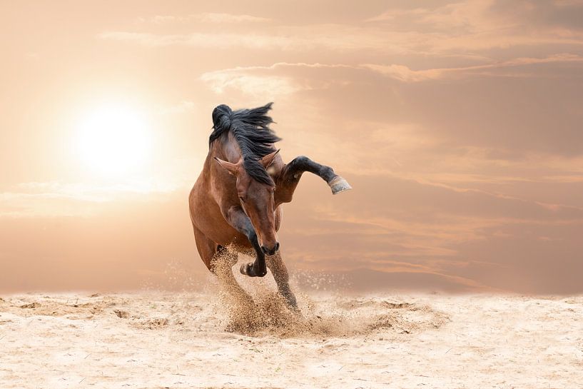 Lusitano by Riana Kooij