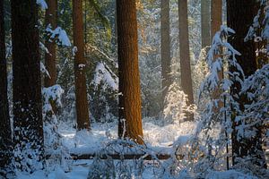 Schönes Licht im Wald an der Kampina an einem schönen Wintermorgen mit Schnee.