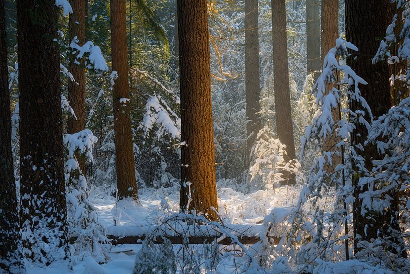 Beautiful light in the woods at the Kampina on a beautiful winter morning with snow. by Jos Pannekoek