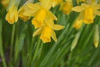 Jonquilles en fleurs