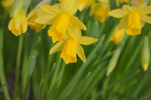 Blühende Narzissen