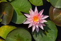 Rosa Seerose