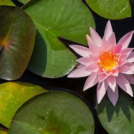 Pink water lily by Ton van Buuren