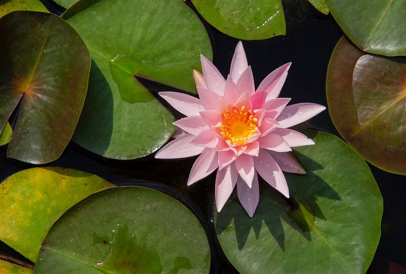 Nénuphar rose par Ton van Buuren