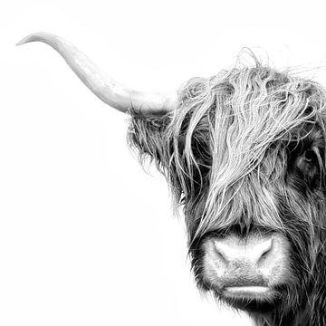Kop portret van en Schotse hooglander in zwart/wit van Tilly Meijer