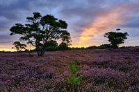 Zonsopkomst Zuiderheide Noord Holland