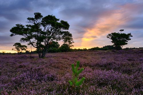 Zonsopkomst Zuiderheide Noord Holland