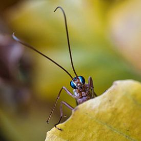 Insect with blue eyes by Fokko Muller