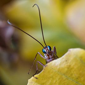 Insect met blauwe ogen van Fokko Muller