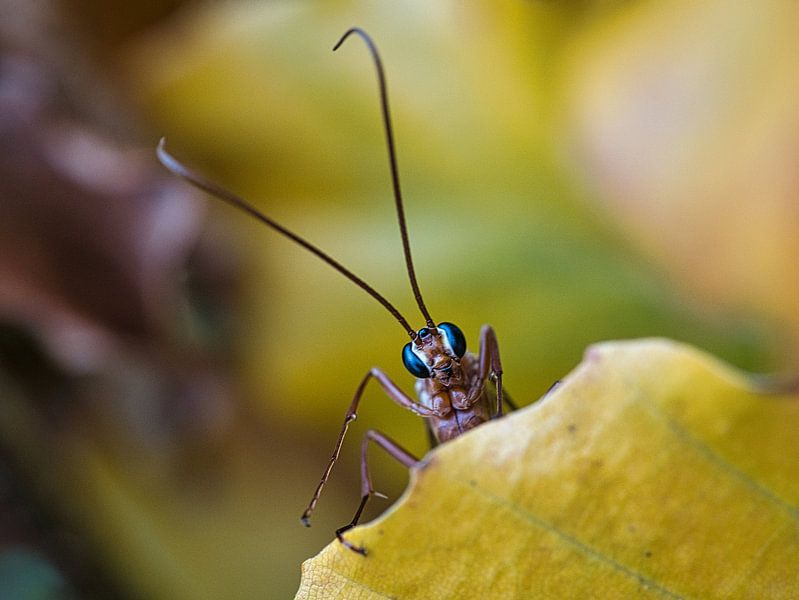 Insekt mit blauen Augen von Fokko Muller