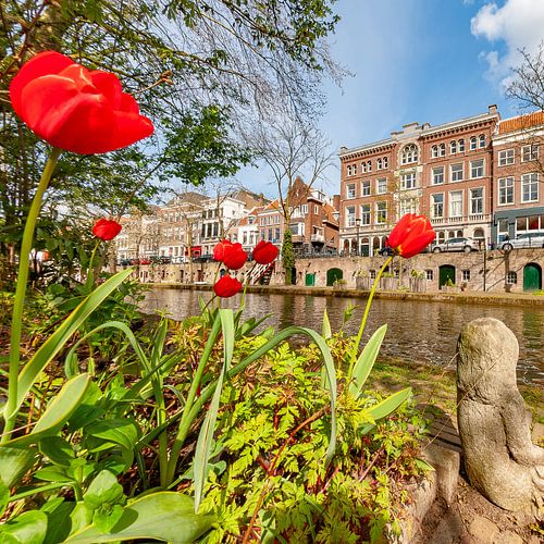 Rode tulpen aan de Oudegracht in Utrecht