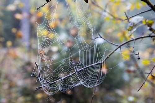 Spider's web in the morning dew by Photofex