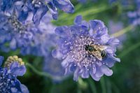 Bee on a Purple Flower