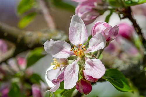 Appelbloesem van een appelboom in de lente achtergrond