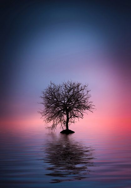 Lone tree by Bess Hamiti