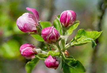 Apfelblüte eines Apfelbaumes im Frühling Hintergrund von Animaflora PicsStock
