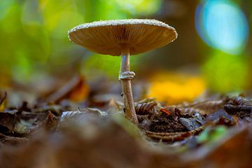 ein Parasol Pilz steht auf dem Waldboden eines Laubwaldes im Herbst von Mario Plechaty Photography