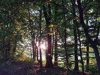 Zon door de bomen