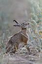 Hase / Feldhase ( Lepus europaeus ) frisst auf einem Feld vom reifen Weizen, wildlife, Europa. von wunderbare Erde Miniaturansicht