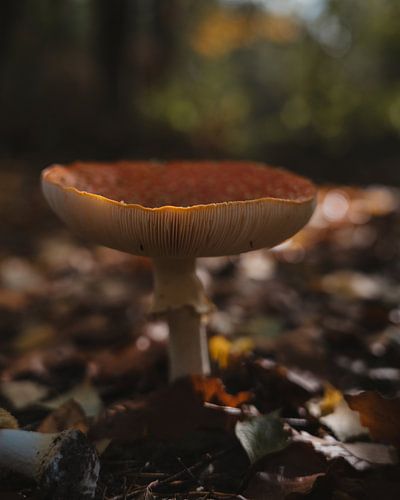 Paddenstoel solo