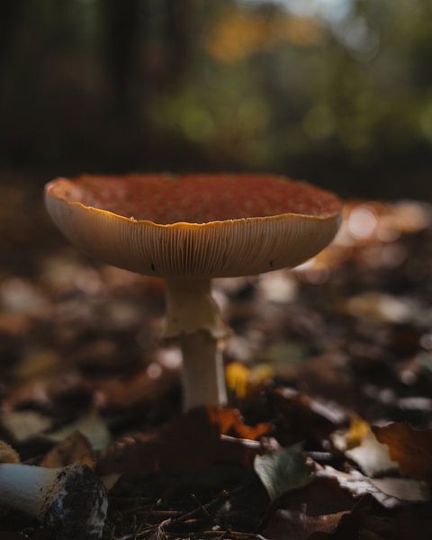 Pilz solo von iwan faber