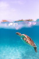 Glittering Turtle