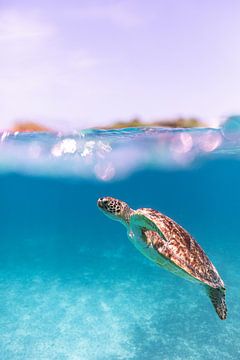Glittering Turtle by DesignedByJoost