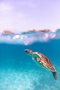 Glittering Turtle by DesignedByJoost thumbnail