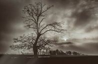 Oude boom solitair van Ellen Driesse thumbnail