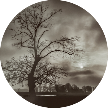 Oude boom solitair van Ellen Driesse