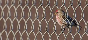 Great Redpoll (Acanthis flammea)
