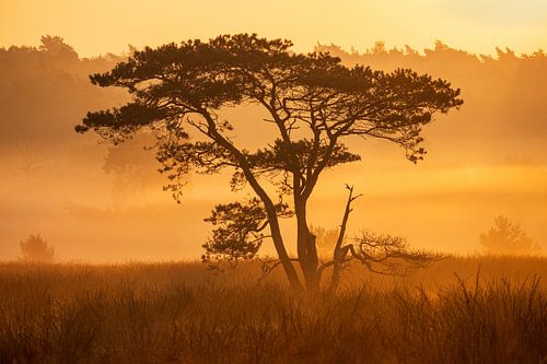 Veluwe meets Afrika - Eenzame boom op de heide tijdens een gouden mistige zonsopkomst