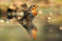 Robin with his reflection