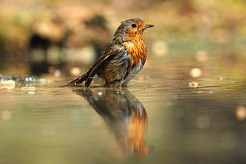 Robin with his reflection by Astrid Brouwers