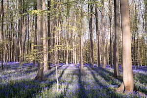 Hasenglöckchen Wald - Lange Schatten