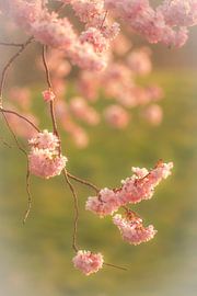 Branch with pink blossom by Moetwil en van Dijk - Fotografie
