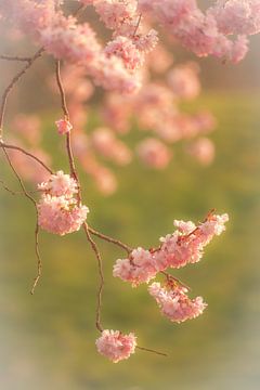 Branch with pink blossom by Moetwil en van Dijk - Fotografie