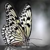 Vlinder in zwart wit by Rene Mensen