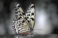 Vlinder in zwart wit