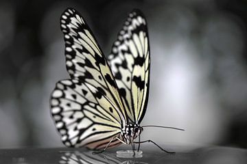 Vlinder in zwart wit