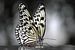 Vlinder in zwart wit van Rene Mensen