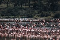 Flamingos