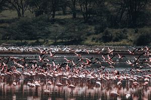 Flamants