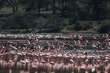 Flamingos by G. van Dijk