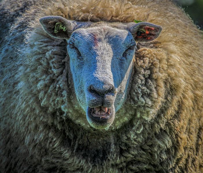 Schaap von Annemarie Welp