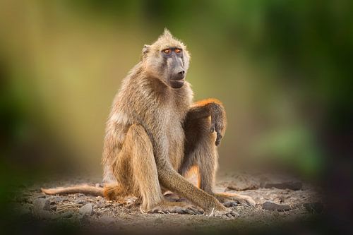 Portret van een Beerbaviaan (Papio ursinus)