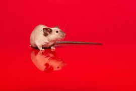 Cute seal point house mouse on a red background by Elles Rijsdijk