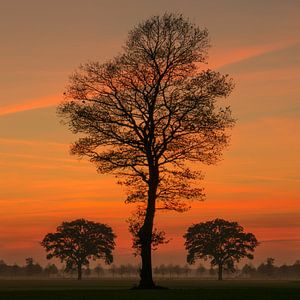 Sunset Tree II von Martin Podt